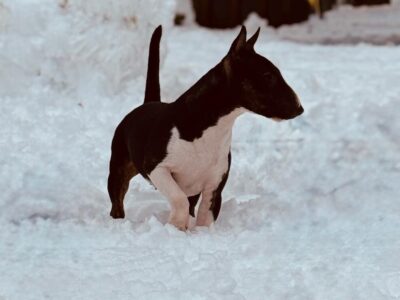 Miniatur Bullterrier Baya im Schnee stehend, frisian orchard