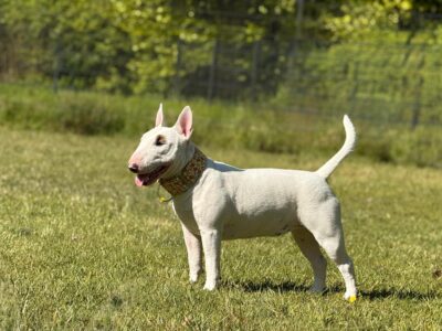 Miniatur Bullterrier Lychee steht auf einer grünen Wiese, Frisian Orchard