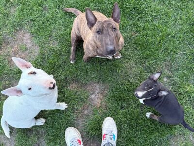 Drei Miniatur Bullterrier sitzen aufmerksam auf einer Wiese, Frisian Orchard