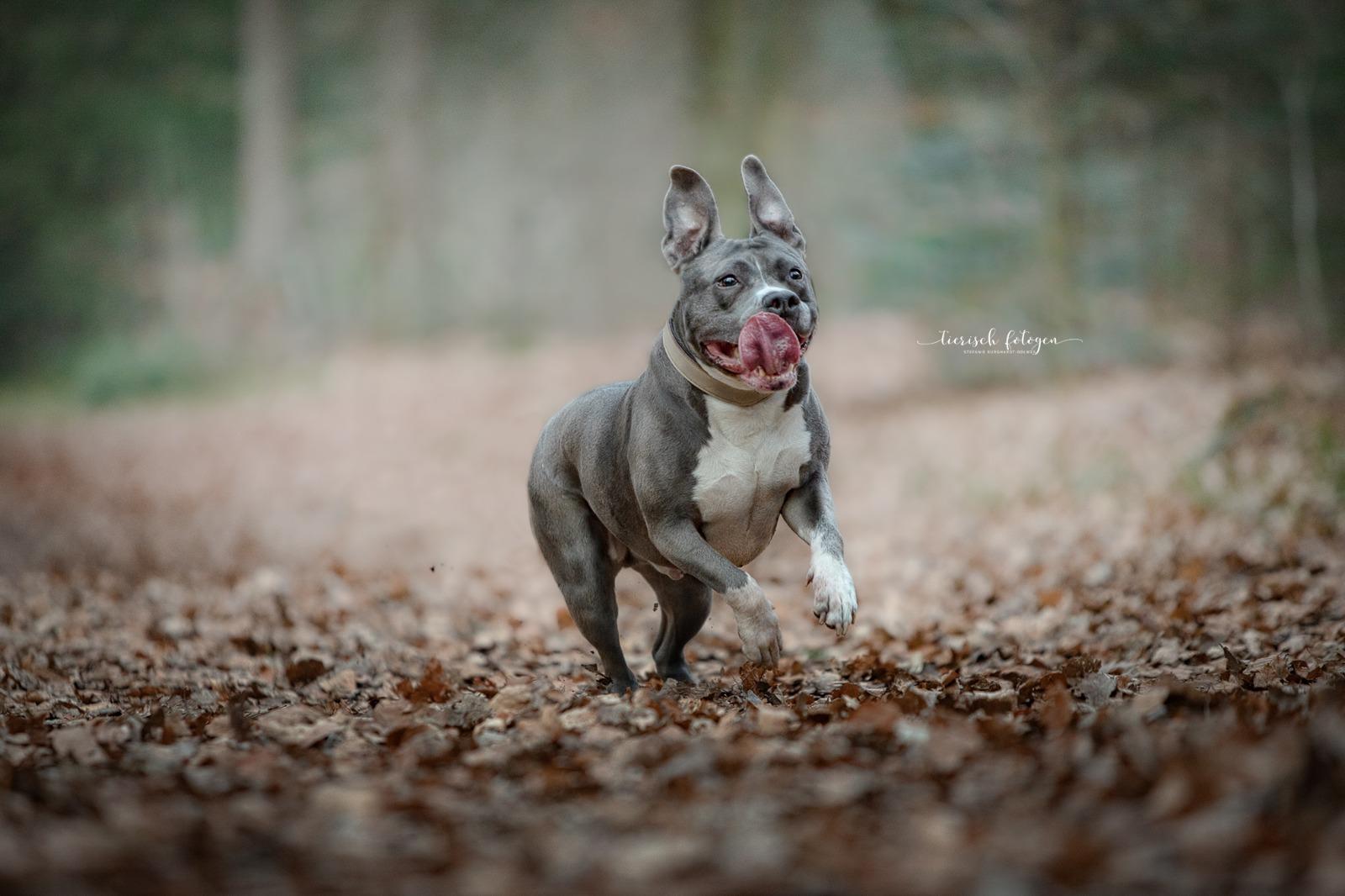 Miniatur Bullterrier läuft dynamisch über mit Laub bedeckten Waldweg, frisian orchard