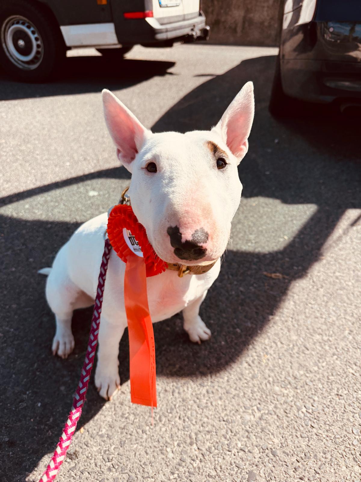 Miniatur Bullterrier mit roter Schleife im Freien, Frisian Orchard