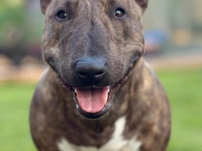 Miniatur Bullterrier Portrait im Garten mit freundlichem Ausdruck, Frisian Orchard