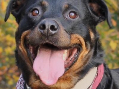 Rottweiler Portrait vor herbstlichem Hintergrund, Frisian Orchard