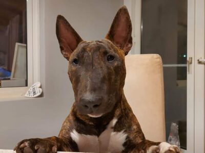 Miniatur Bullterrier sitzt in gemütlichem Hundebett vor dekorativer Vogel-Tapete, of Frisian Orchard