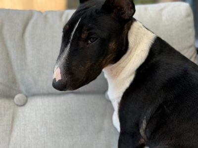 Miniatur Bullterrier Portrait auf Sofa mit hellem Kissen, Frisian Orchard