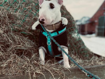 Miniatur Bullterrier mit schwarzem Mantel und blauem Geschirr sitzt vor Heuballen im Stall, of Frisian Orchard