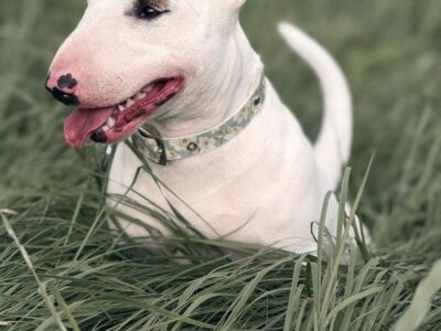 Miniatur Bullterrier Portrait in grüner Wiese, frisian orchard