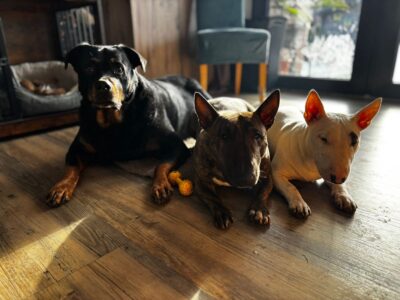 Miniatur Bullterrier liegend auf Holzboden im Wohnraum mit natürlichem Licht, Frisian Orchard