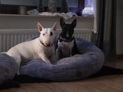 Miniatur Bullterrier zwei Tiere auf gemütlichem Hundebett vor Fenster mit Dekoration, of Frisian Orchard