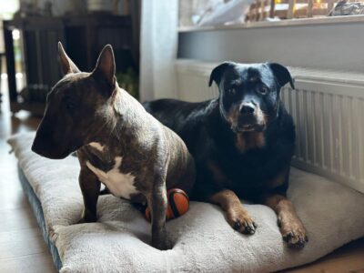 Miniatur Bullterrier sitzt entspannt auf Hundebett neben anderem Hund, Frisian Orchard