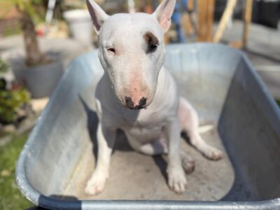 Miniatur Bullterrier sitzt in einer Schubkarre im Garten, Frisian Orchard