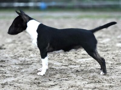 Miniatur Bullterrier in Seitenansicht auf sandigem Untergrund, frisian orchard