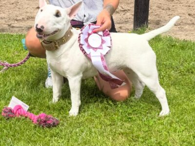 Miniatur Bullterrier mit Auszeichnungsband auf Wiese, Frisian Orchard