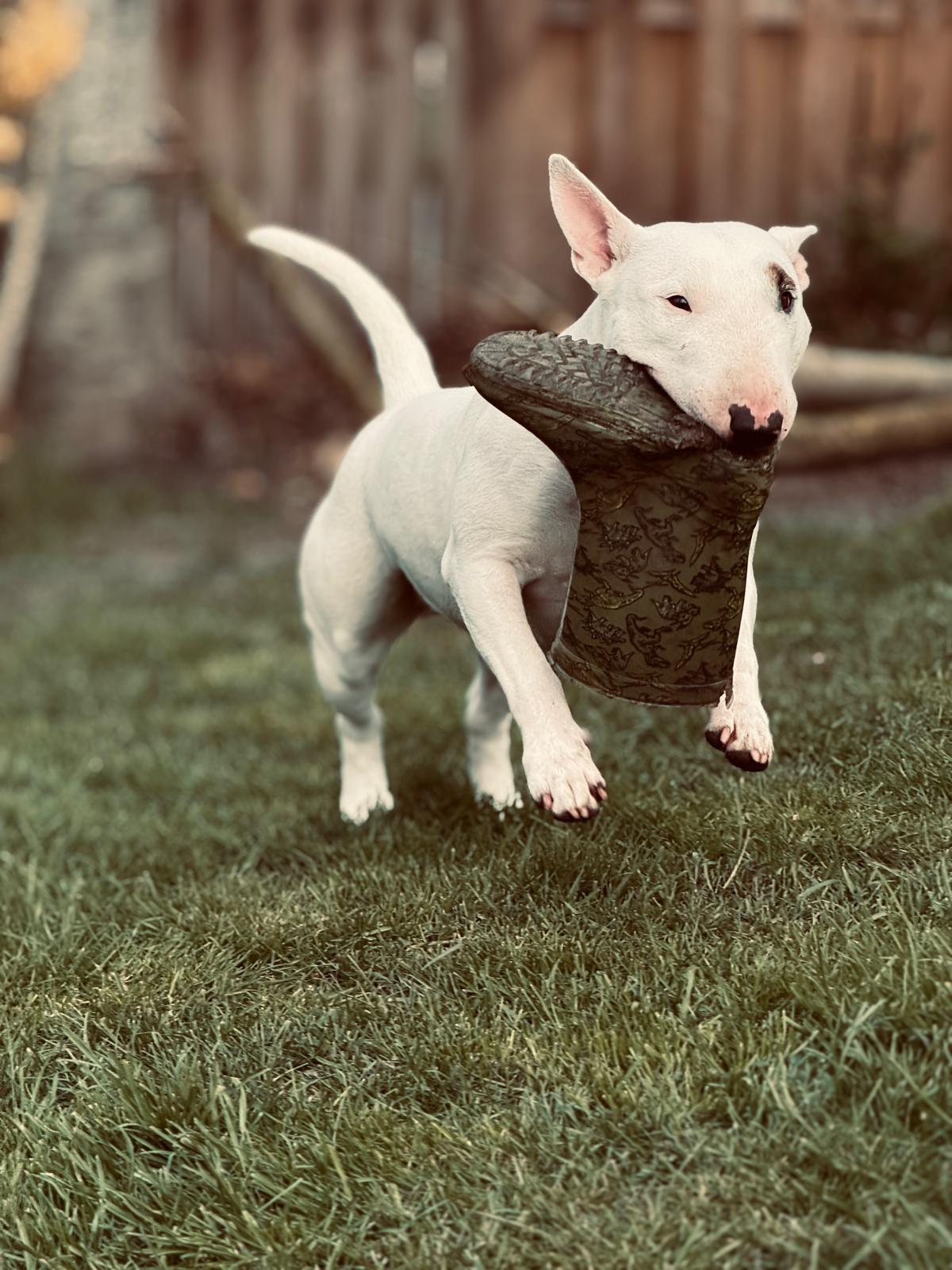 Miniatur Bullterrier trägt Spielzeug im Maul im Garten, frisian orchard