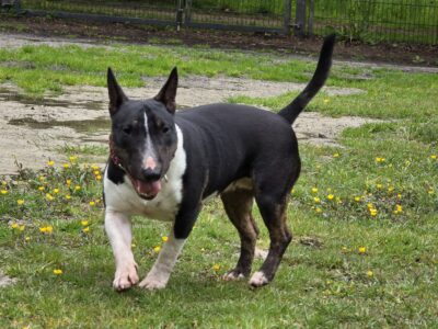 Miniatur Bullterrier in Bewegung auf grüner Wiese mit gelben Blumen, frisian orchard