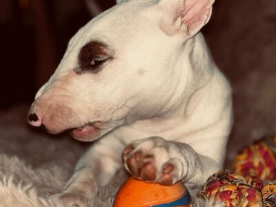 Miniatur Bullterrier mit Pfote auf orange-blauem Spielball, Frisian Orchard