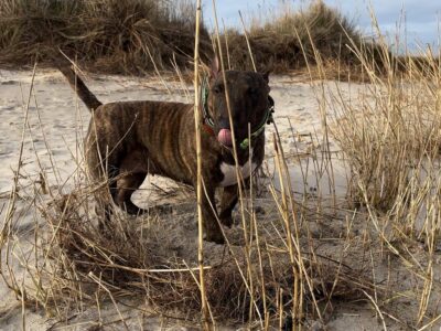 Miniatur Bullterrier steht im Sand zwischen Dünen und trockenem Strandgras, Frisian Orchard