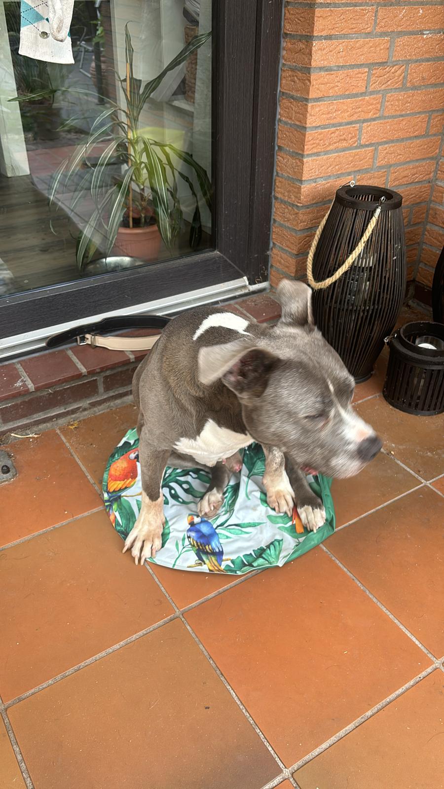 Miniatur Bullterrier sitzt auf bunter Matte auf Terrasse, Frisian Orchard