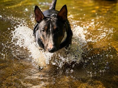 Miniatur Bullterrier im Wasserlauf beim Sprung, frisian orchard