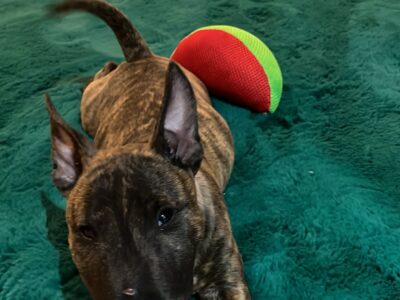Miniatur Bullterrier Welpe liegt auf grünem Teppich mit rotem und grünem Spielzeug, of Frisian Orchard